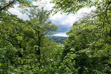 beautiful view through trees with blue sky