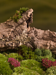 Cork tree bark on moss