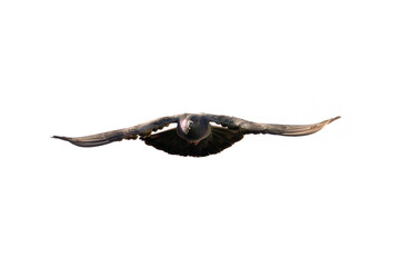 Fototapeta premium Action Scene of Rock Pigeon Flying in The Air Isolated on Clear Sky