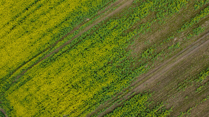 Aerial drone top view fields of rapeseed and wheat with lines from tractor tracks on sunny spring or summer day. Nature background, landscape photography
