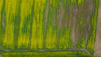 Aerial drone top view fields of rapeseed and wheat with lines from tractor tracks on sunny spring or summer day. Nature background, landscape photography