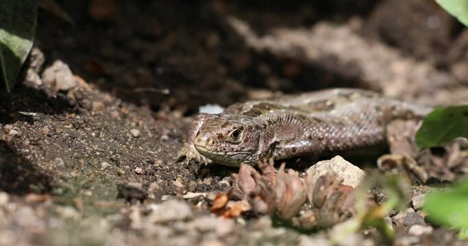 Zauneidechse im Garten, Close up