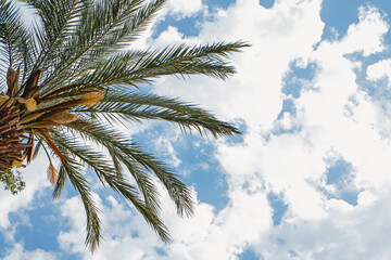 Palm tree against the blue sky with some clouds