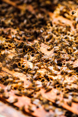 close up of a carpet