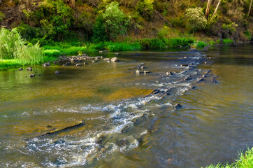 Shallow Sunny River