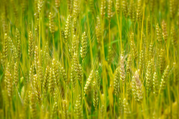 Fototapeta na wymiar 黄金色の一面に広がる麦畑