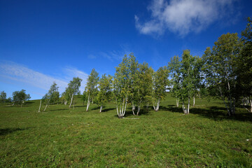 White birch trees under blue sky