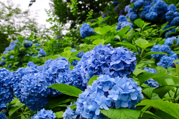 高林寺のアジサイ（福島県・二本松市）