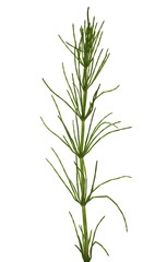 Fern horsetail (Equisetum arvense) isolated on white background