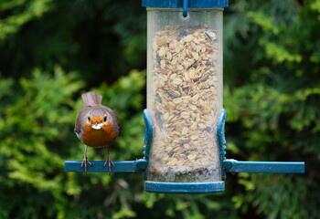 robin in the garden