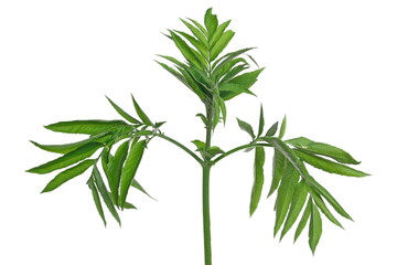 Danewort, dwarf elder leaves isolated on white background with clipping path