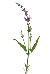 Fototapeta na wymiar Mealy purple sage flower with leaves isolated on white background, clipping path