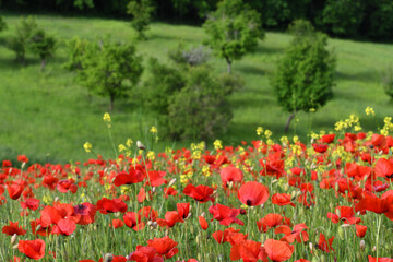 beautiful field of red poppies in tuscany