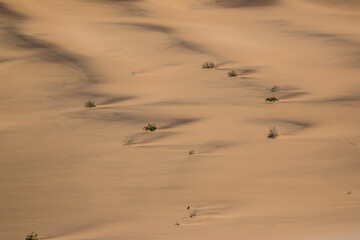 desert sand patterns namib desert with plants in black and yellow sand showing beautiful dry landscape