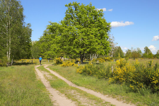 Jogging in nature reserve Doeberitz Heath (Döberitzer Heide) former military training area, federal state Brandenburg , Germany