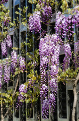 Close-up flowering Purple Wisteria, Chinese or Japanese Wisteria on decorative metal wall in Public landscape city park Krasnodar or Galitsky Park. Beautiful violet flowers in sunny spring