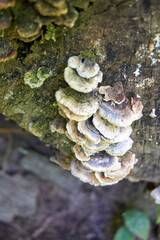 several small mushrooms on a tree trunk in the forest