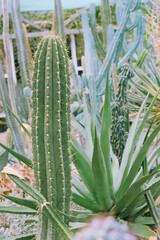 Cacti grow in a greenhouse. Cactus Trichocereus. Close-up. - obrazy, fototapety, plakaty