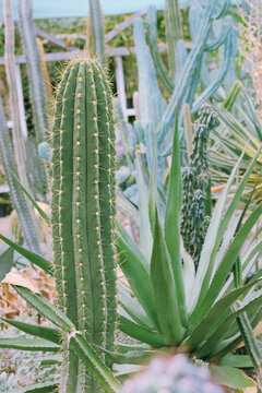 Cacti grow in a greenhouse. Cactus Trichocereus. Close-up.