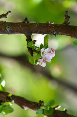 blossom in spring