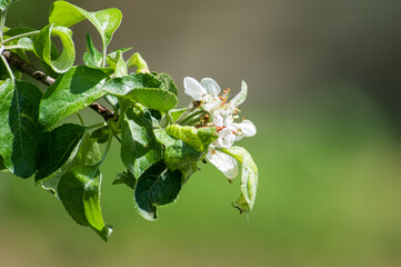 Flowers on an apple tree in spring