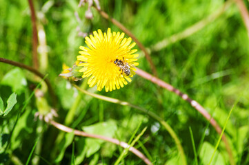 dandelion on grass
