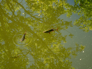 Fische schwimmen im Gartenteich