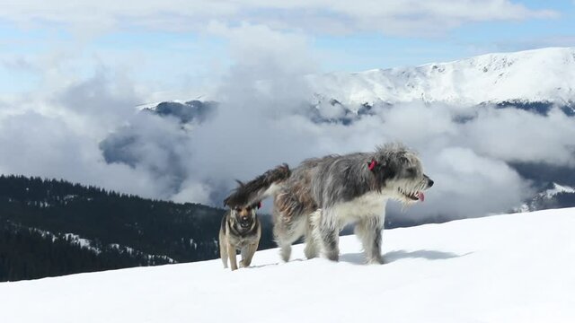 A closeup of an adorable domestic dog climbing the Iezer Mountain Range in Romania shot in HD