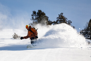 Snowboarder rides on fresh snow among Christmas trees
