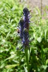 close up of purple colored flowers with a bee