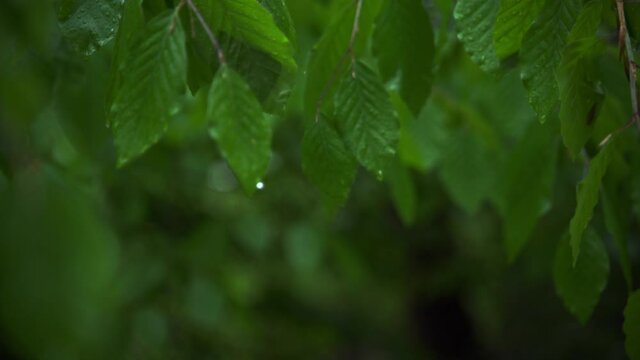 rain drops on a green leaf of a breech tree