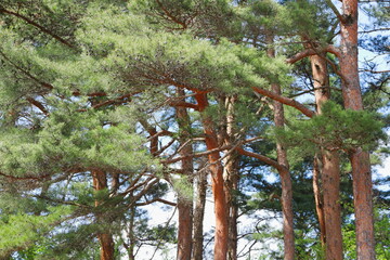 Fototapeta premium 赤松林