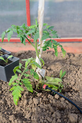 Drip irrigation for a tomato bush in a greenhouse