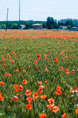 field of poppies