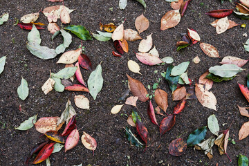 leaves on the ground