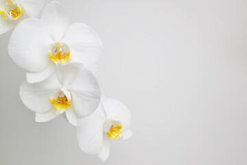 Naklejka na ściany i meble Flowering branch orchid Phalaenopsis or Moth dendrobium, close-up. The branch of orchids on a white background. A beautiful branch of a white orchid. Can be used as nature flower background. 