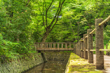 東京都唯一の渓谷「等々力渓谷公園」の風景