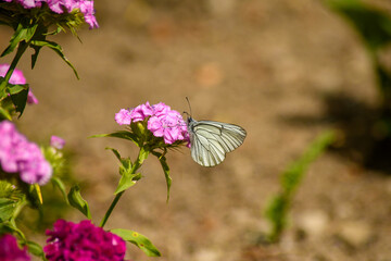 butterfly on flower