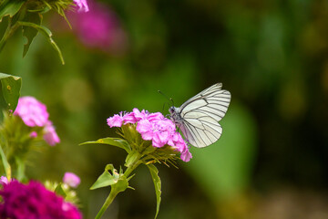 butterfly on flower