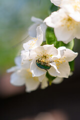 Fototapeta na wymiar scarab on the flower