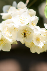 close up of white flowers with insect
