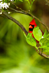 Male Cardinal in a tree.  Brilliant red color against a green backdrop.