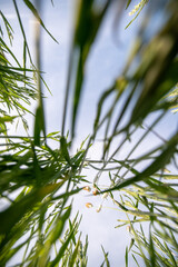 grass and sky