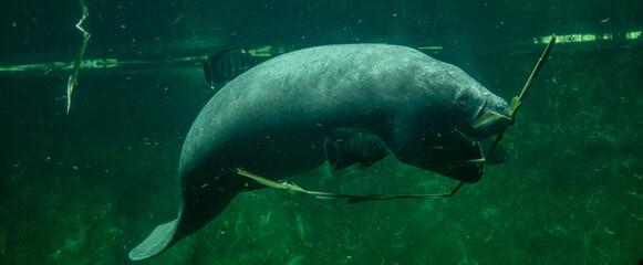 Fototapeta premium Big adult manatee swimming and eating inside aquarium