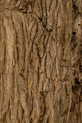 Borke der Weise  - Salix 2