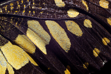 Beautiful butterfly wings close up background