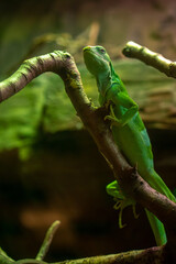 Watchful and awake green lizard resting on the branch inside the terrarium in the zoo.