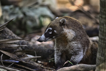 wild nosoha, american raccoon, animal in the wild