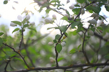 abstract apple tree flowers background, spring blurred background, branches with bloom