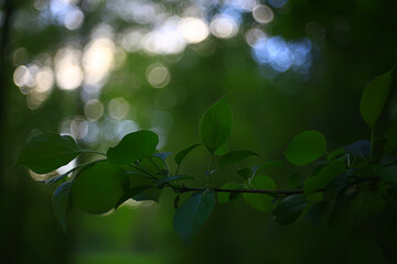 Fototapeta na wymiar spring bokeh abstract blurred background, sun glare background